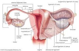 Endometriosis