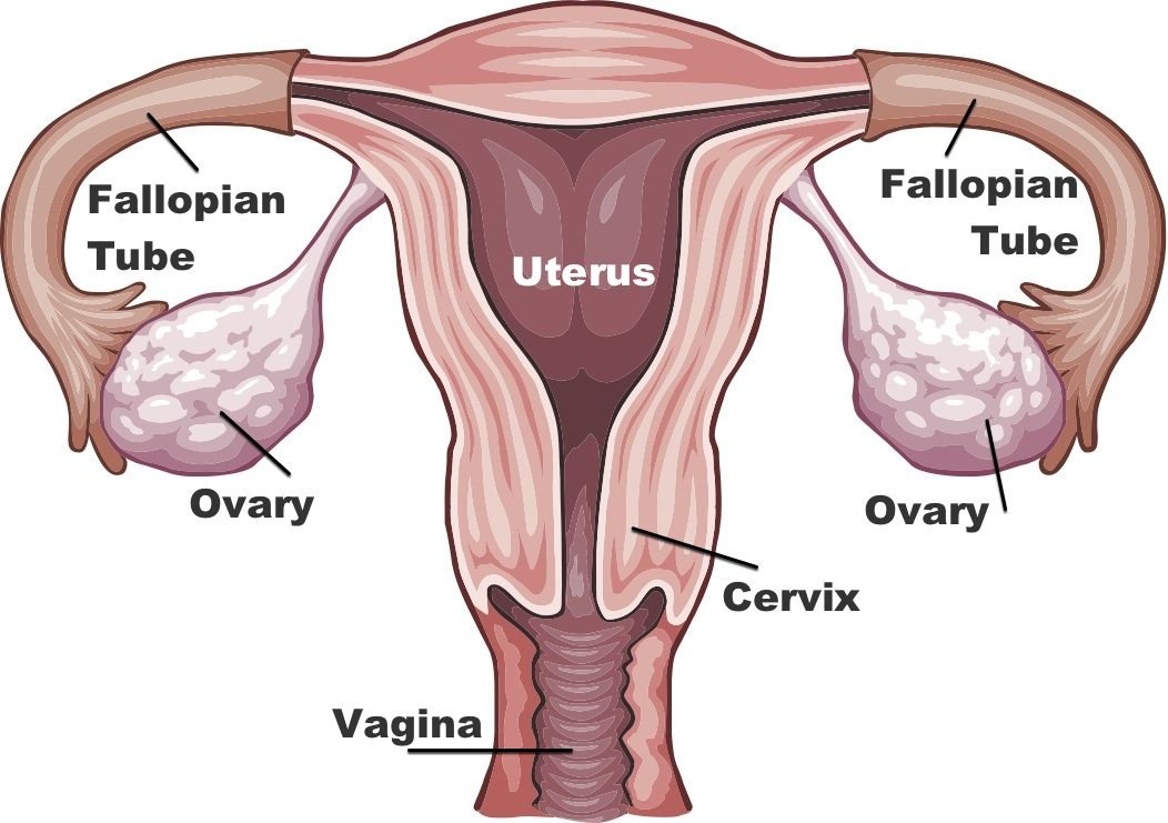 ovarian health