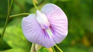 The 9 Types of vagina shape (like butterfly vagina shape)