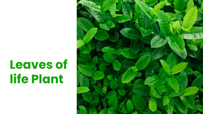 Leaves of Life Plant