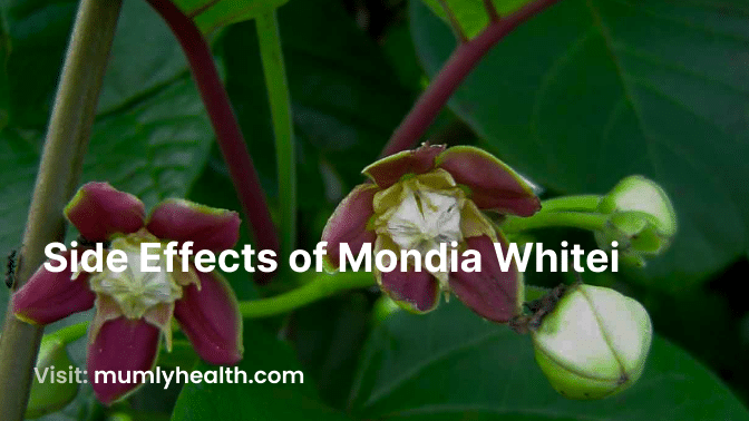 Side Effects of Mondia Whitei
