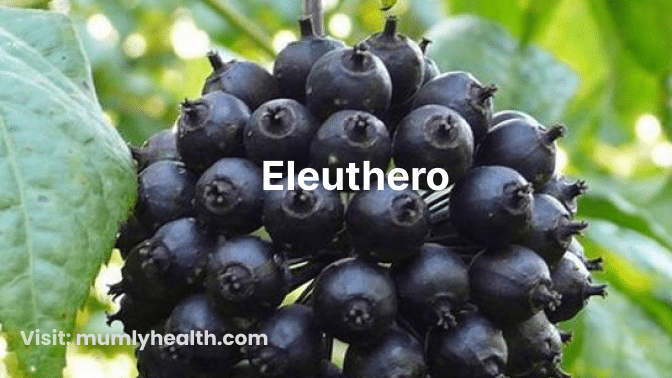 Eleuthero