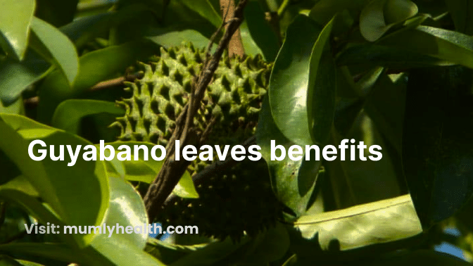 Guyabano leaves benefits